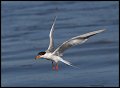 _3SB6281 forsters tern